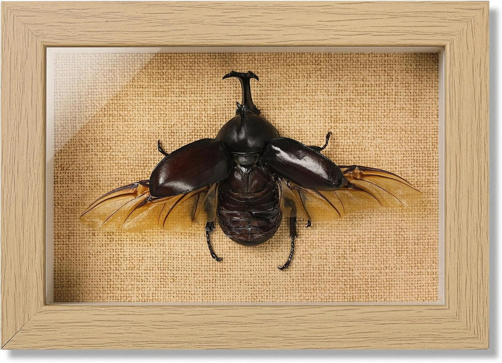Real Rhinoceros Beetle (Dynastes) Preserved Framed - 6.7X4.7 Inch Handcrafted Insect Specimen Shadow Box, Gothic Home Decor for Christmas Halloween Birthday Gifts