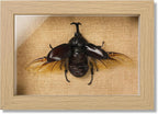 Real Rhinoceros Beetle (Dynastes) Preserved Framed - 6.7X4.7 Inch Handcrafted Insect Specimen Shadow Box, Gothic Home Decor for Christmas Halloween Birthday Gifts
