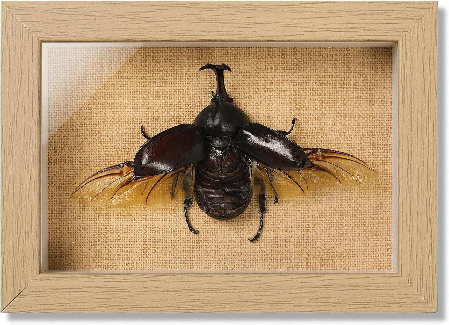 Real Rhinoceros Beetle (Dynastes) Preserved Framed - 6.7X4.7 Inch Handcrafted Insect Specimen Shadow Box, Gothic Home Decor for Christmas Halloween Birthday Gifts