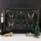 Real Framed Butterfly Taxidermy Collection - Set of 5 in Shadow Box Display - Natural Wood Frame with Museum Quality Preservation - for Home Decor, Wall Art, Gift