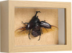 Real Rhinoceros Beetle (Dynastes) Preserved Framed - 6.7X4.7 Inch Handcrafted Insect Specimen Shadow Box, Gothic Home Decor for Christmas Halloween Birthday Gifts