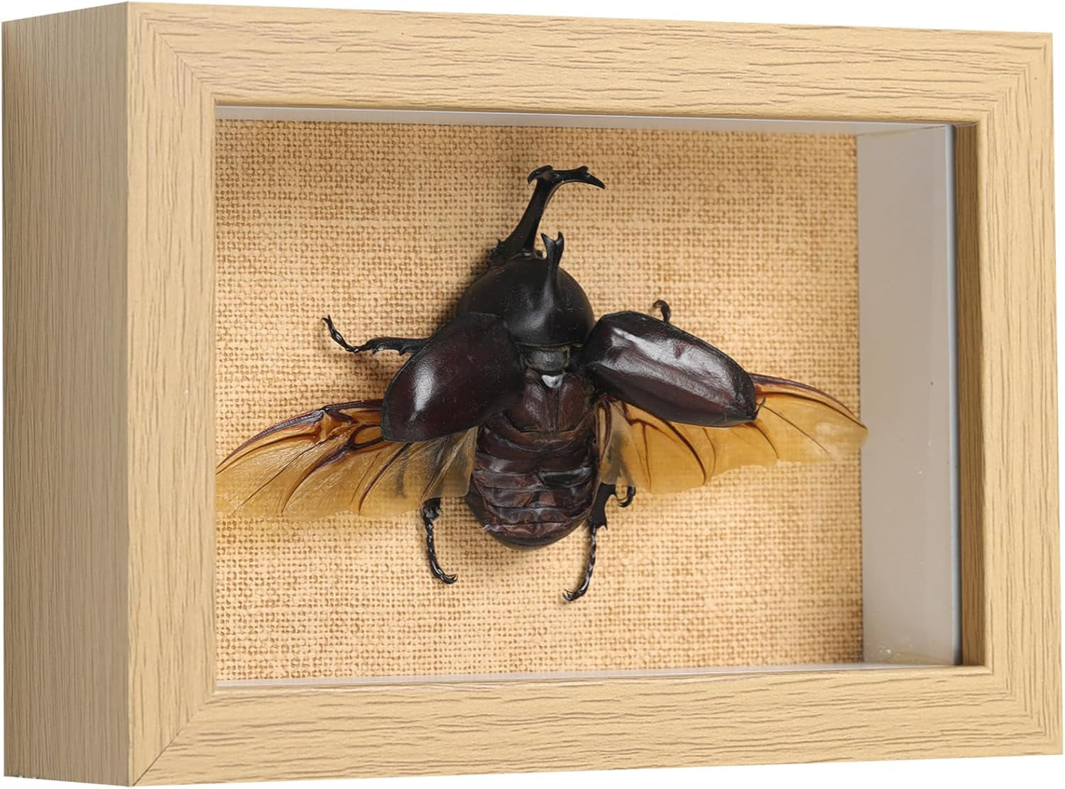 Real Rhinoceros Beetle (Dynastes) Preserved Framed - 6.7X4.7 Inch Handcrafted Insect Specimen Shadow Box, Gothic Home Decor for Christmas Halloween Birthday Gifts